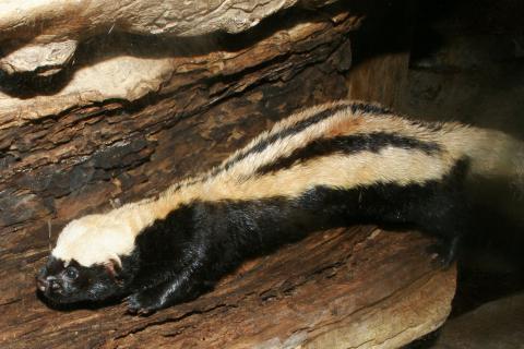African Striped weasel