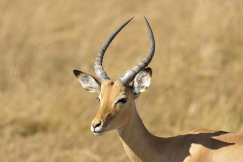 Common impala