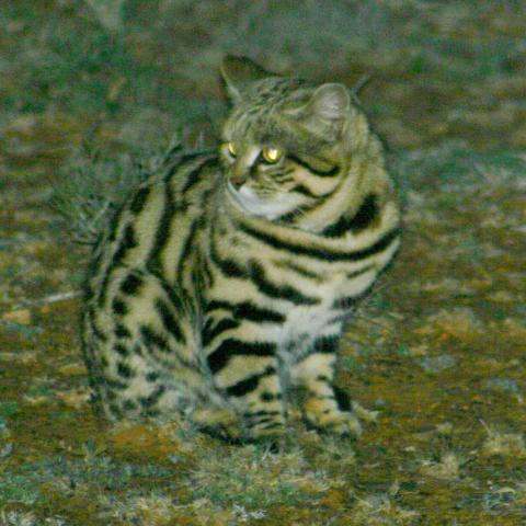 A black-footed cat listening for prey