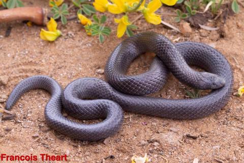 Common Purple-glossed Snake