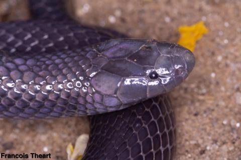 Common Purple-glossed Snake