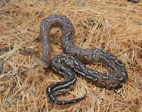 Anchieta's Dwarf Python