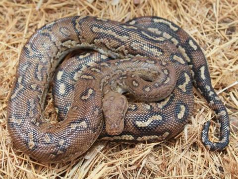 Anchieta's Dwarf Python