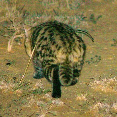 A black-footed cat showing the black soles of feet