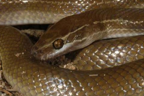 Brown House Snake