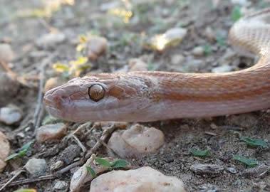 Brown House Snake