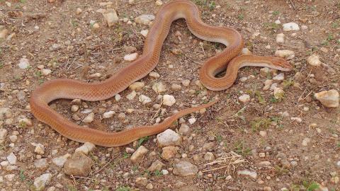 Brown House Snake