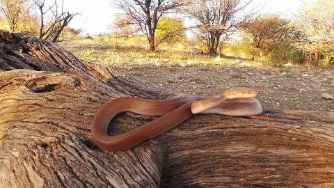 Brown House Snake