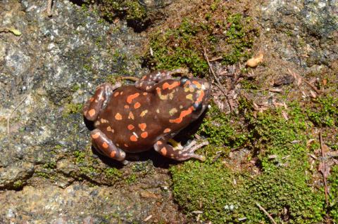 Rubber Frog, Marbled