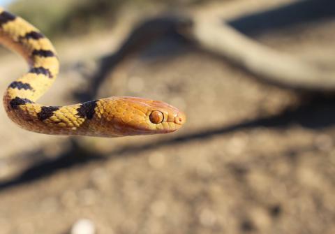 Damara Tiger Snake