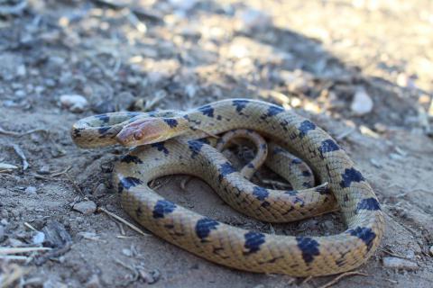 Damara Tiger Snake