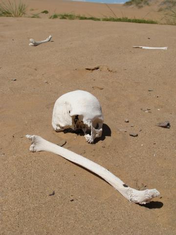 Human remains exposed by wind erosion