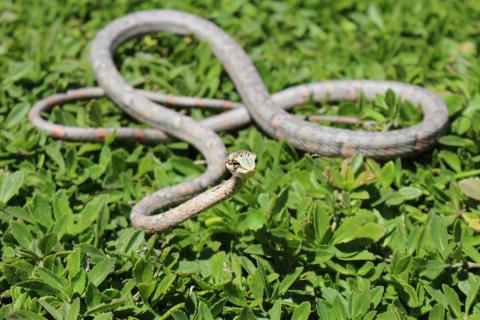 Oates' Twig or Vine Snake