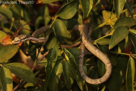 Oates' Twig or Vine Snake