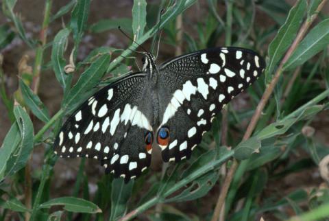 Papilio demodocus