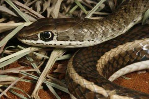 Western Yellow-bellied Sand Snake