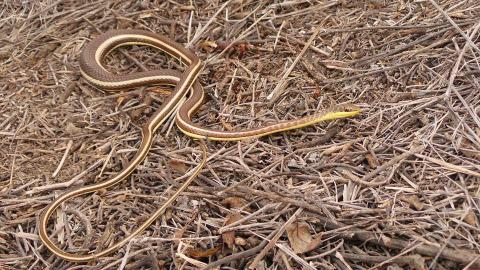 Western Yellow-bellied Sand Snake