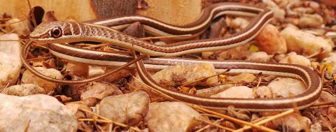 Western Yellow-bellied Sand Snake