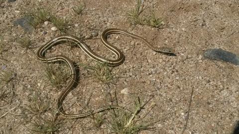 Western Yellow-bellied Sand Snake