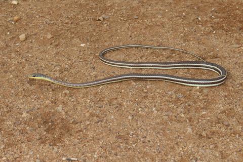 Western Yellow-bellied Sand Snake