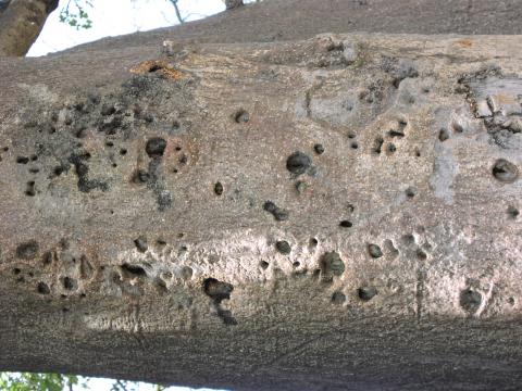 Scars of honey climbing pegs in baobab trunk