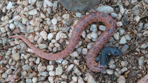 Speckled Shield Cobra