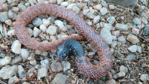 Speckled Shield Cobra