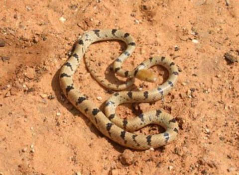 Damara Tiger Snake