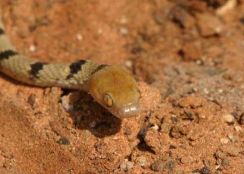 Damara Tiger Snake