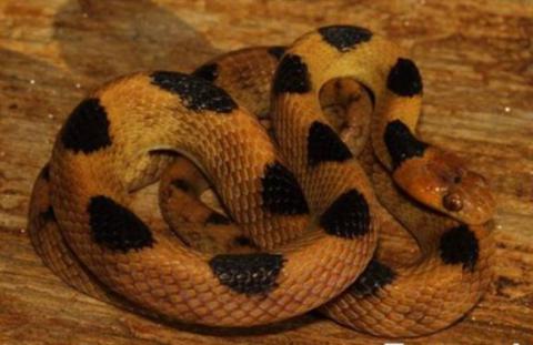 Beetz's Tiger Snake