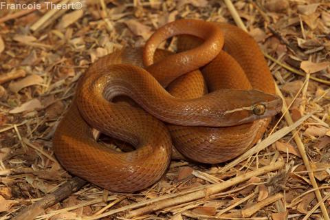 Brown House Snake