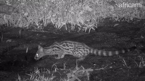 Common large-spotted genet