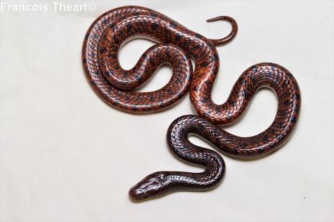 Namibian Wolf Snake