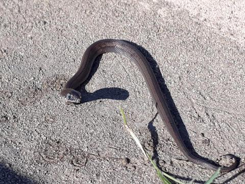 Olive Marsh Snake
