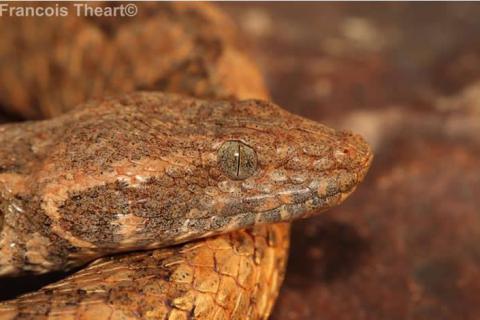 Western Keeled Snake