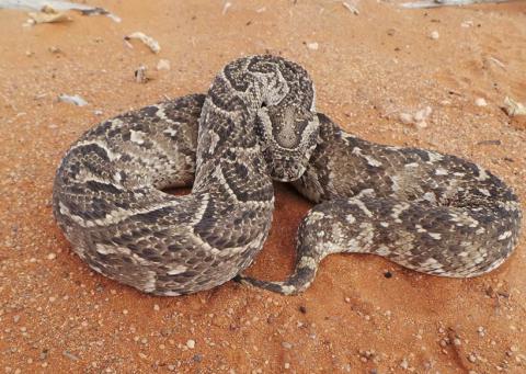 Puff Adder