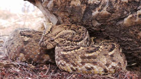 Puff Adder