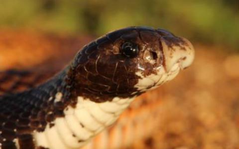 Speckled Shield Cobra