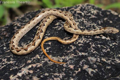 Viperine Rock Snake