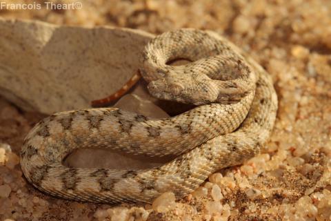 Western Keeled Snake