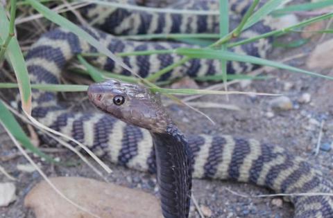 Western Barred Spitting Cobra