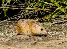 Namaqua rock rat