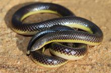 Bicoloured Quill-snouted Snake