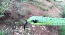 Common Boomslang - Male