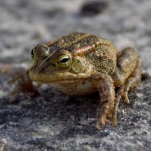 Lemaire's Toad