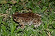 Toad, Eastern Olive
