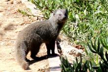 Small grey mongoose
