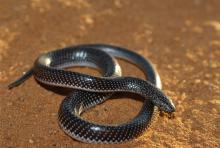 Cape Wolf Snake