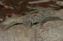Gecko, Boulton's Namib Day