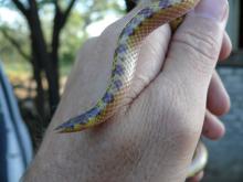 Elongate Quill-snouted Snake